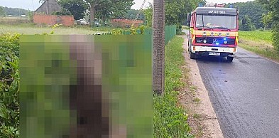 Dramatyczny poranek pod Toruniem. Zawisł na ogrodzeniu i nie przeżył!