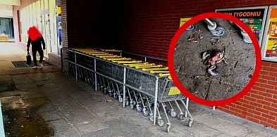 Torunianin alarmuje ws. popularnego pawilonu. "Brud, odchody i padłe..."