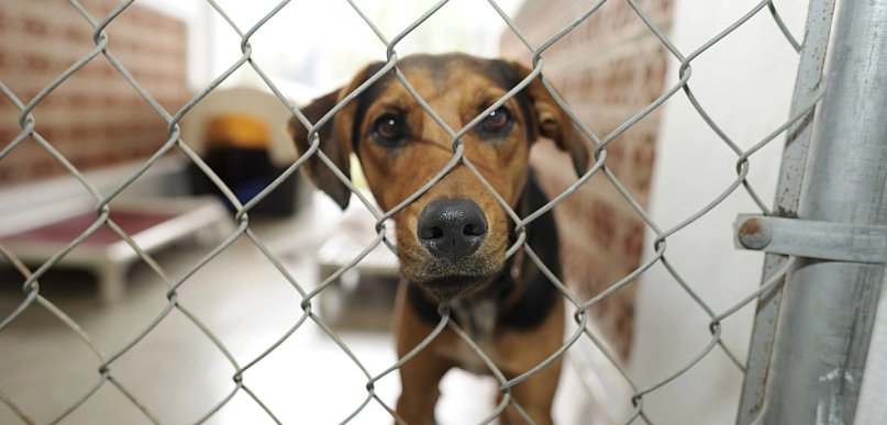Kontrole w schroniskach dla zwierząt. Pilne zalecenia dla przytułku w...