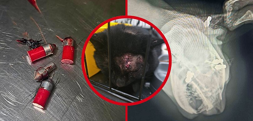 "Celował w głowę, chciał zabić". Wstrząsająca interwencja fundacji