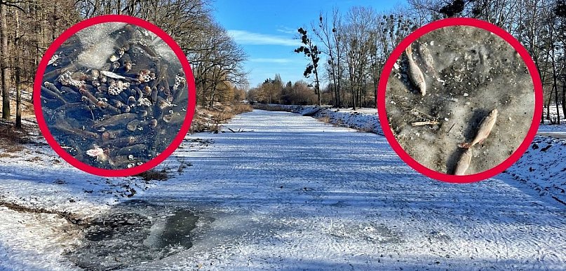 Toruń | "Ekologiczny dramat" na Martówce? Mamy niepokojące zdjęcia [FOTO]