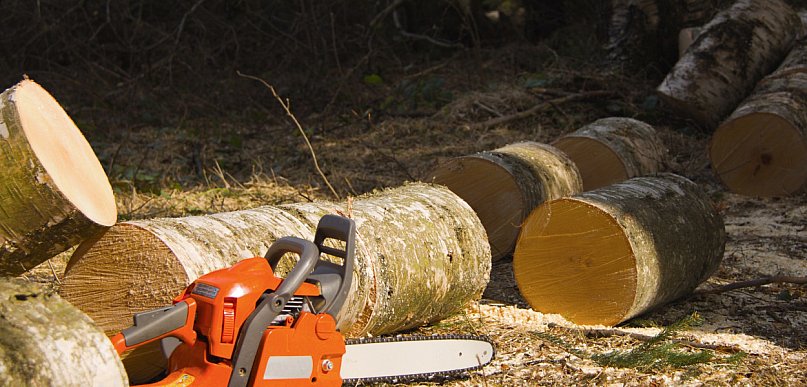Miasto znów sięga po piłę. Wycinka drzew ruszy w kilku lokalizacjach
