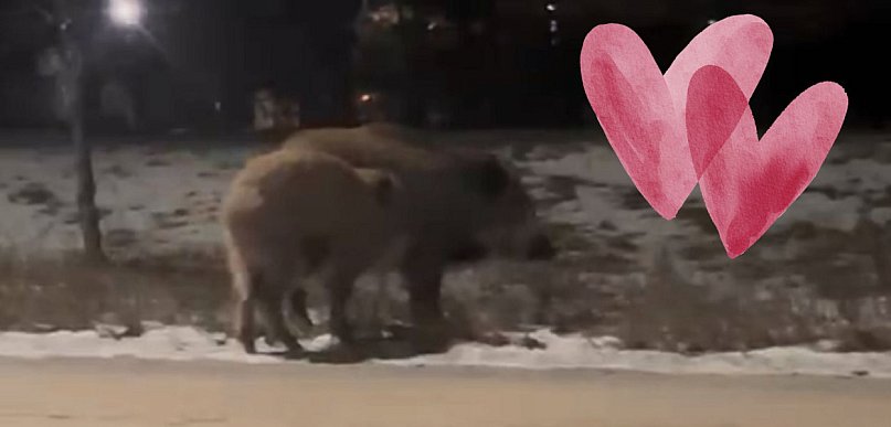 Walentynki w Toruniu? Przy Łódzkiej... wyjątkowa randka [WIDEO]