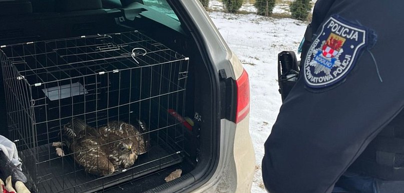 Potrącony i bez szans na ucieczkę. Policjanci nie przeszli obojętnie