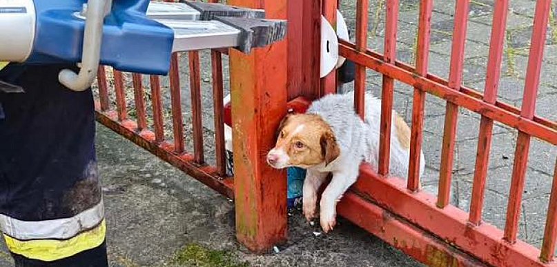 Uwięziony w stalowej konstrukcji. Strażacy ruszyli na ratunek psu