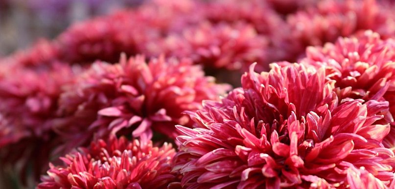 Dalia Story: dalie polecane na pierwsze nasadzenia