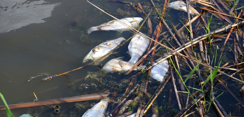 Niepokojący widok w toruńskim stawie. Mieszkańcy alarmują. Miasto tłumaczy