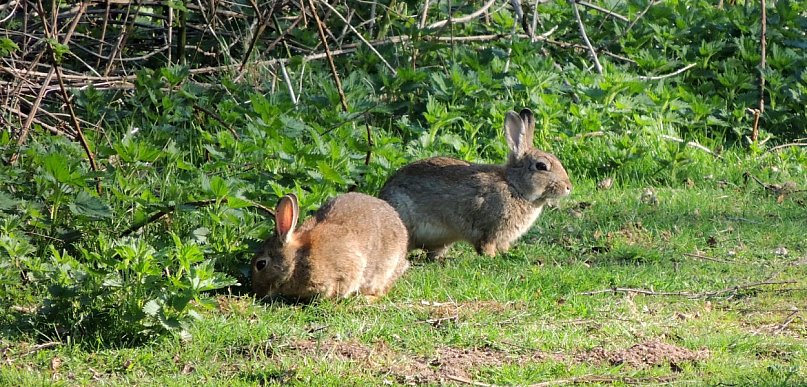 Niespodziewany problem w Toruniu. Chodzi o… dzikie króliki