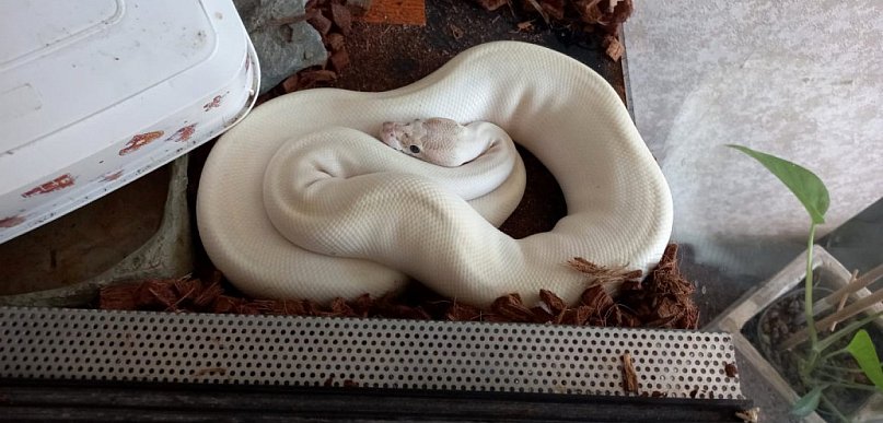 Pytony w bloku! 22-latek odpowie za nielegalne posiadanie egzotycznych zwierząt