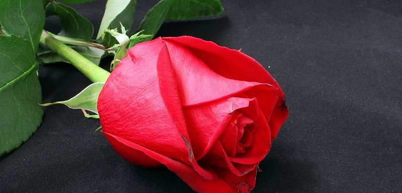 Ostatnie pożegnania mieszkańców. Zebraliśmy nekrologi z ostatnich dni