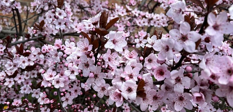 Ciepło wraca do Torunia. Deszczu wciąż jak na lekarstwo