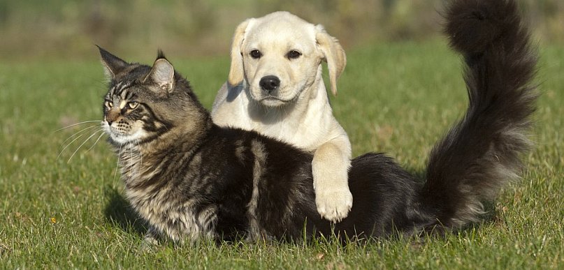 Toruń: Możesz zaczipować pupila za darmo. Sprawdź, gdzie i kiedy