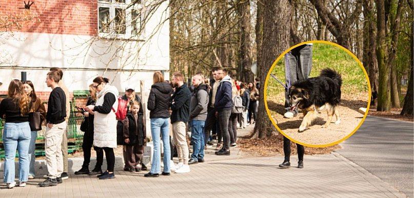 Kolejka chętnych zawijała wzdłuż drogi! Spacery z psami znów ruszyły [FOTO]