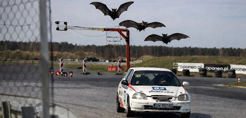 Toruń | MotoPark i... nietoperze w roli głównej. Spór skręca w...