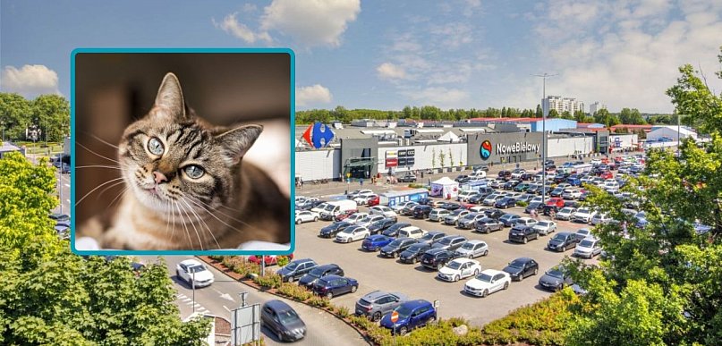 Pomoc dla kotów i coś więcej. W weekend wyjątkowa akcja w Toruniu