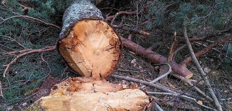 Wycinka drzew w całym Toruniu. Lista lokalizacji jest długa