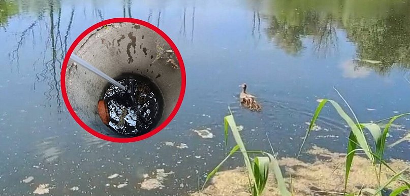 Zrozpaczona kacza mama nie wiedziała co robić. Gdzie podziały się kaczątka?