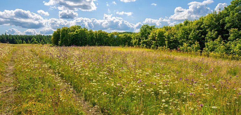 Meteorologiczne lato rozpoczęte. Pierwszy tydzień czerwca może nas miło zaskoczyć