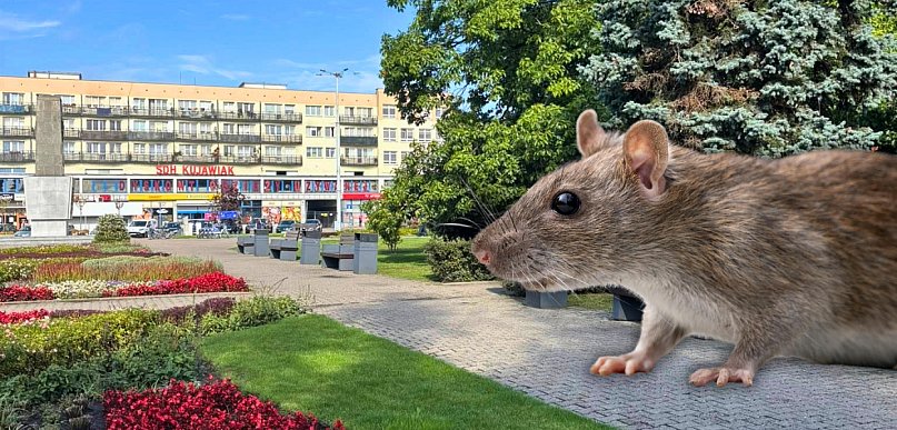 Walka ze szczurami w centrum miasta. Będzie akcja na Placu Wolności