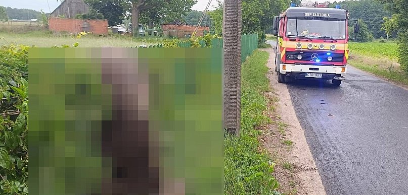 Dramatyczny poranek pod Toruniem. Zawisł na ogrodzeniu i nie przeżył!