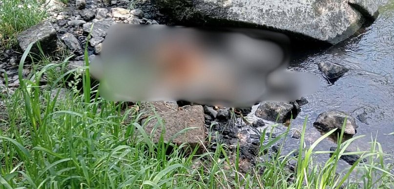 Makabryczne znalezisko nad rzeką. Mieszkanka nie kryła oburzenia