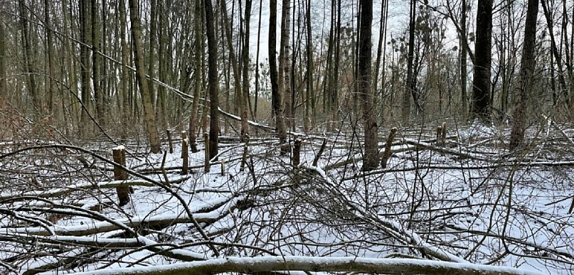 Toruń | Wycięto setki drzew na chronionym terenie. Śledczy rozkładają ręce