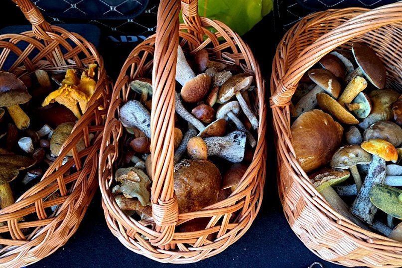 Leśnie zbiory czytelników DDToruń