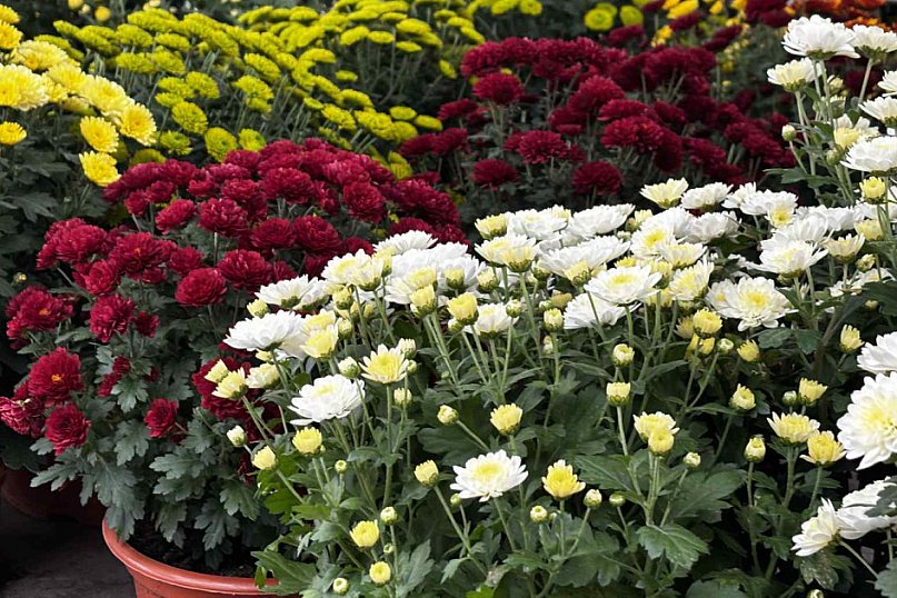 Kwiaty i znicze na toruńskim targowisku - jakie ceny?