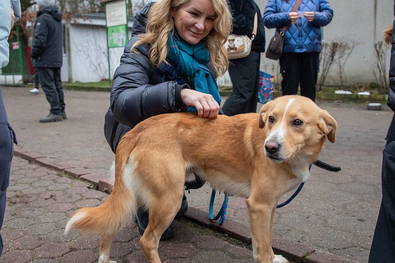 Wyprowadź psa ze schroniska