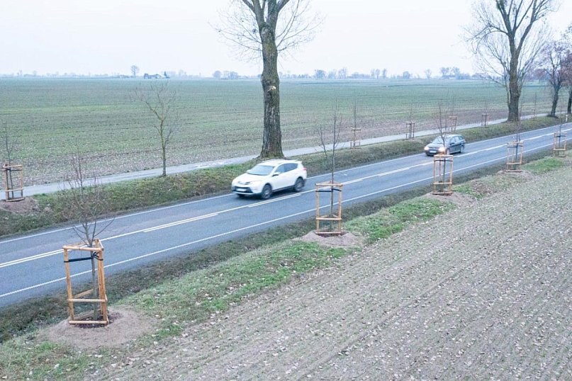 440 drzew wzdłuż drogi wojewódzkiej