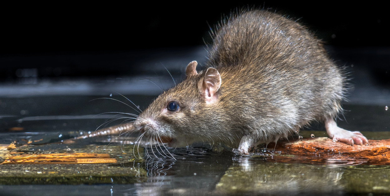 Czy szczury w Toruniu to problem? Skontrolowano prawie tysiąc posesji