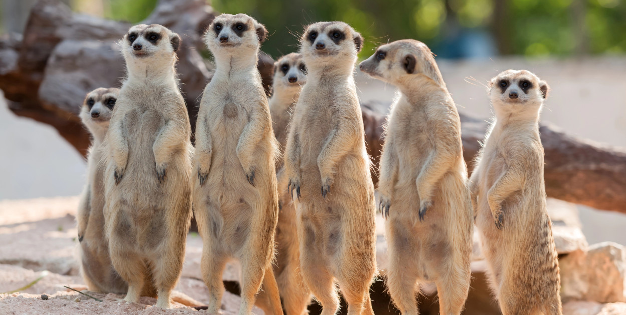 Surykatki w samo południe. Pokazowe karmienie 