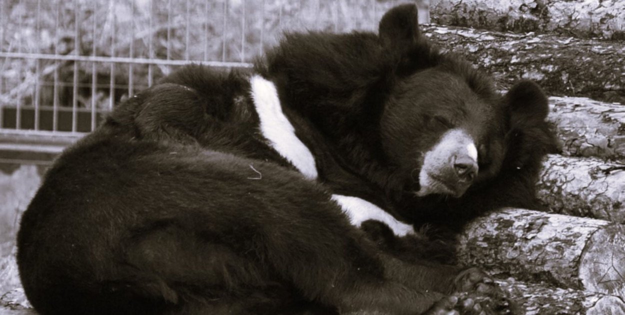 Zdjęcie: Facebook | © Ogród Zoobotaniczny w Toruniu