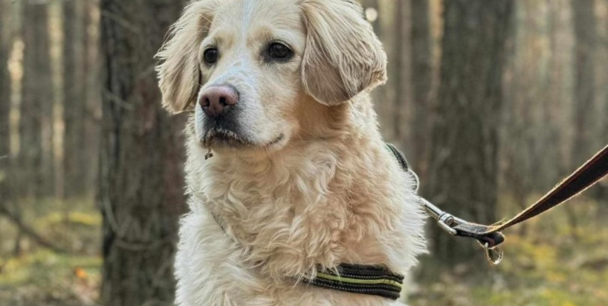 Pies Leon. Fot z pomagam.pl