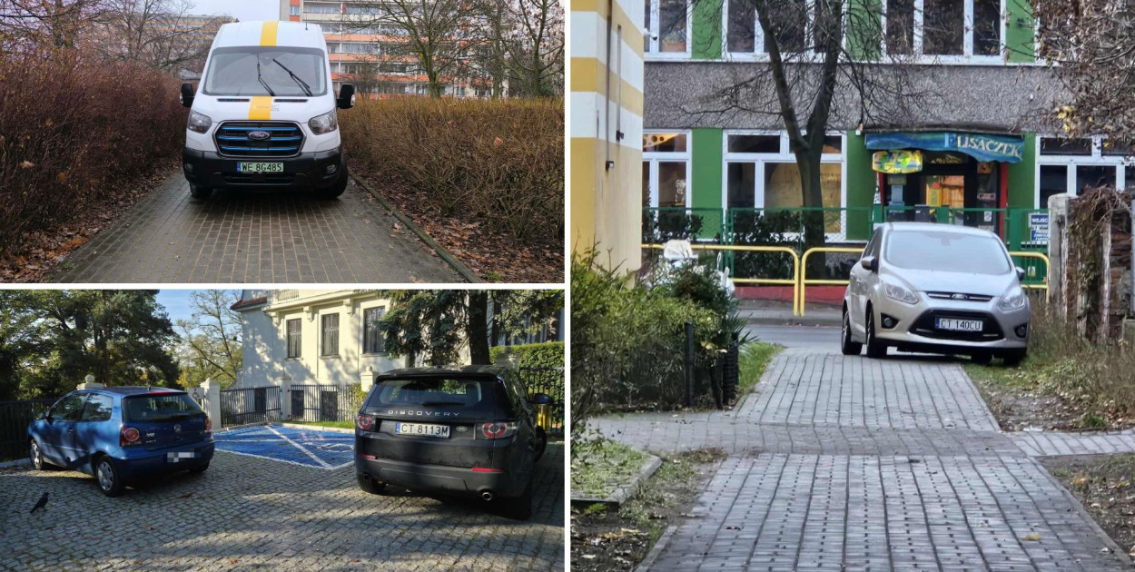 Fot. Toruńskie Święte Krowy