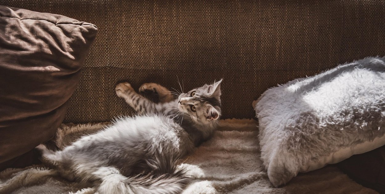 pixabay.com Licencja: https://pixabay.com/pl/service/license