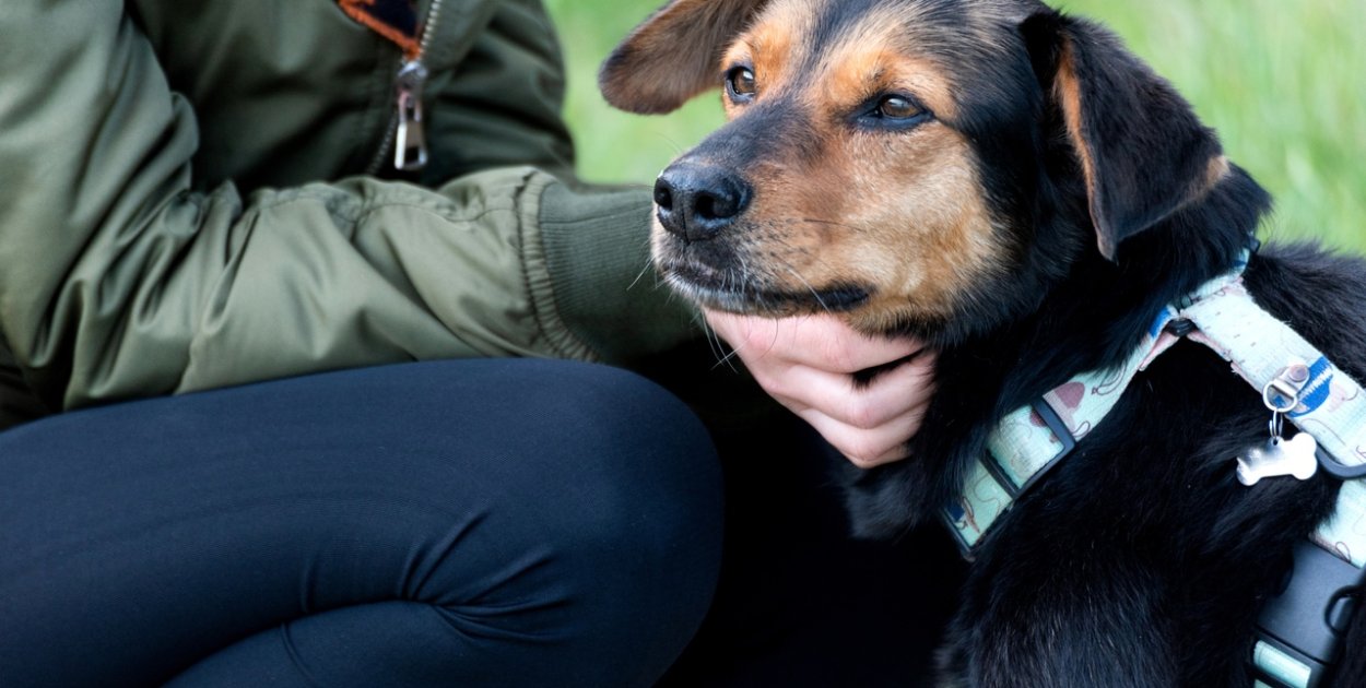 Zwierzęta zmieniają nasze życie na lepsze - Mars Polska wspiera programy adopcyjne