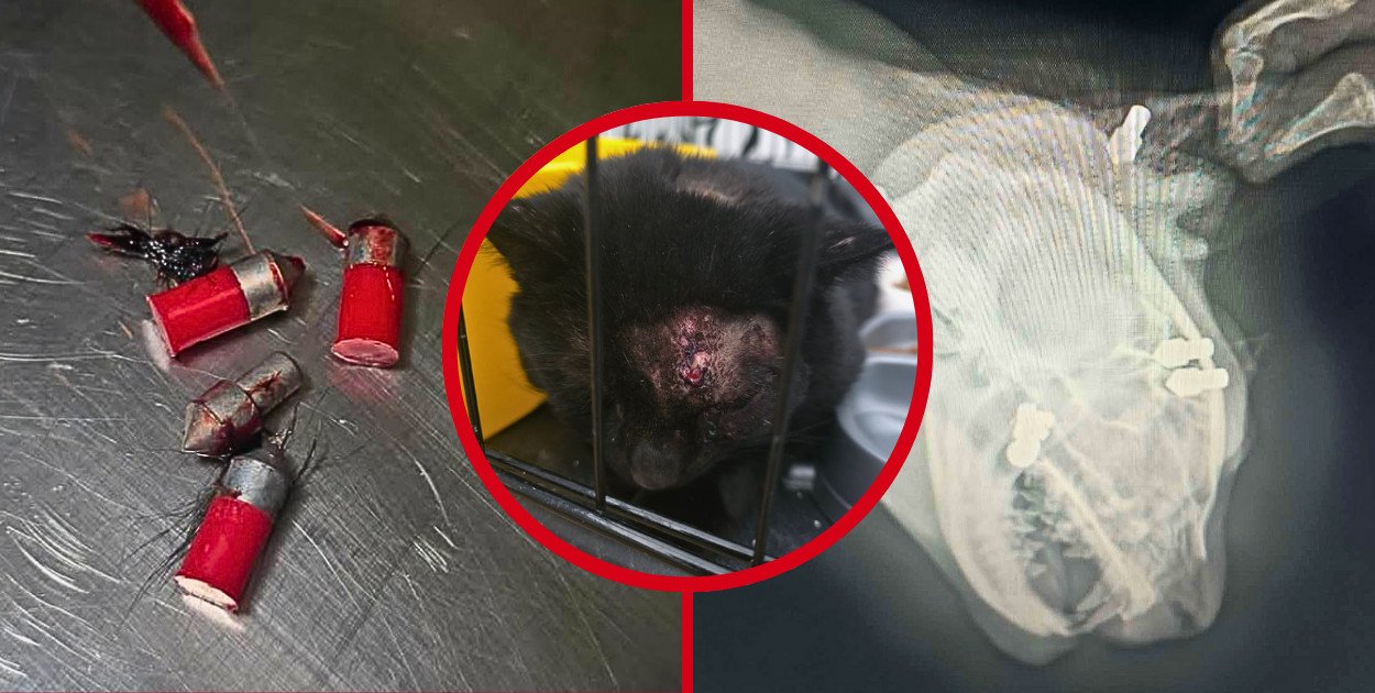 "Celował w głowę, chciał zabić". Wstrząsająca interwencja fundacji