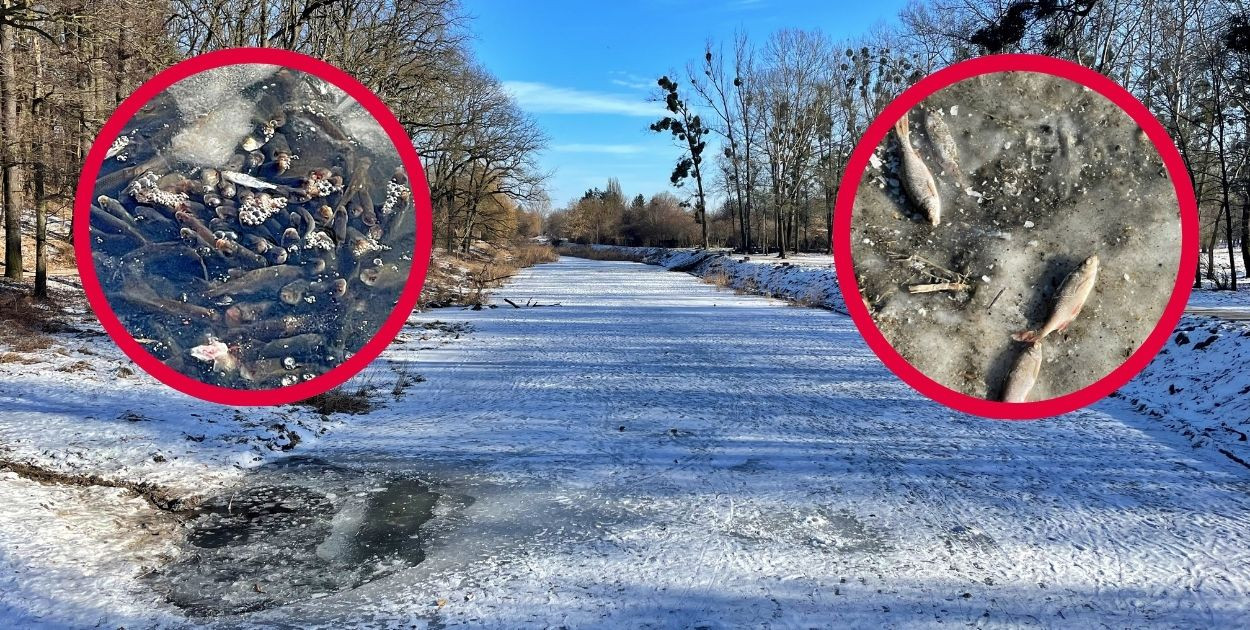 Toruń | "Ekologiczny dramat" na Martówce? Mamy niepokojące zdjęcia [FOTO]