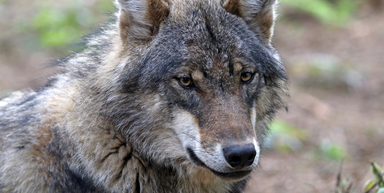 Drapieżnik krąży w pobliżu zabudowań. Służby proszą o wzmożoną czujność