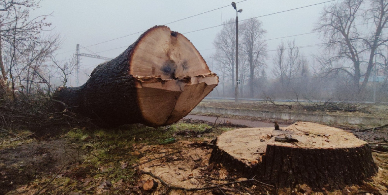 Prokuratura umorzyła, sąd cofnął sprawę. Chodzi o wyrżnięty stary dąb