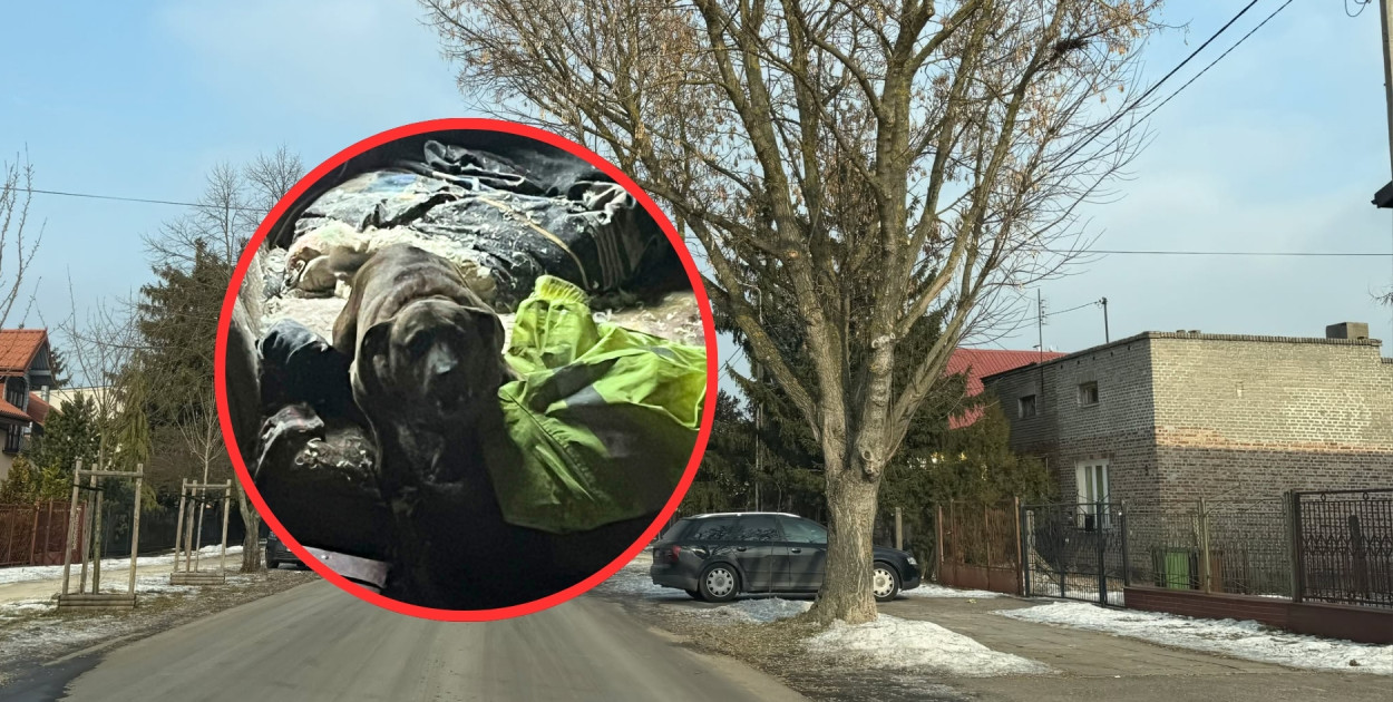 Pies koczował przy zwłokach 68-latka. Dramatyczna interwencja w regionie