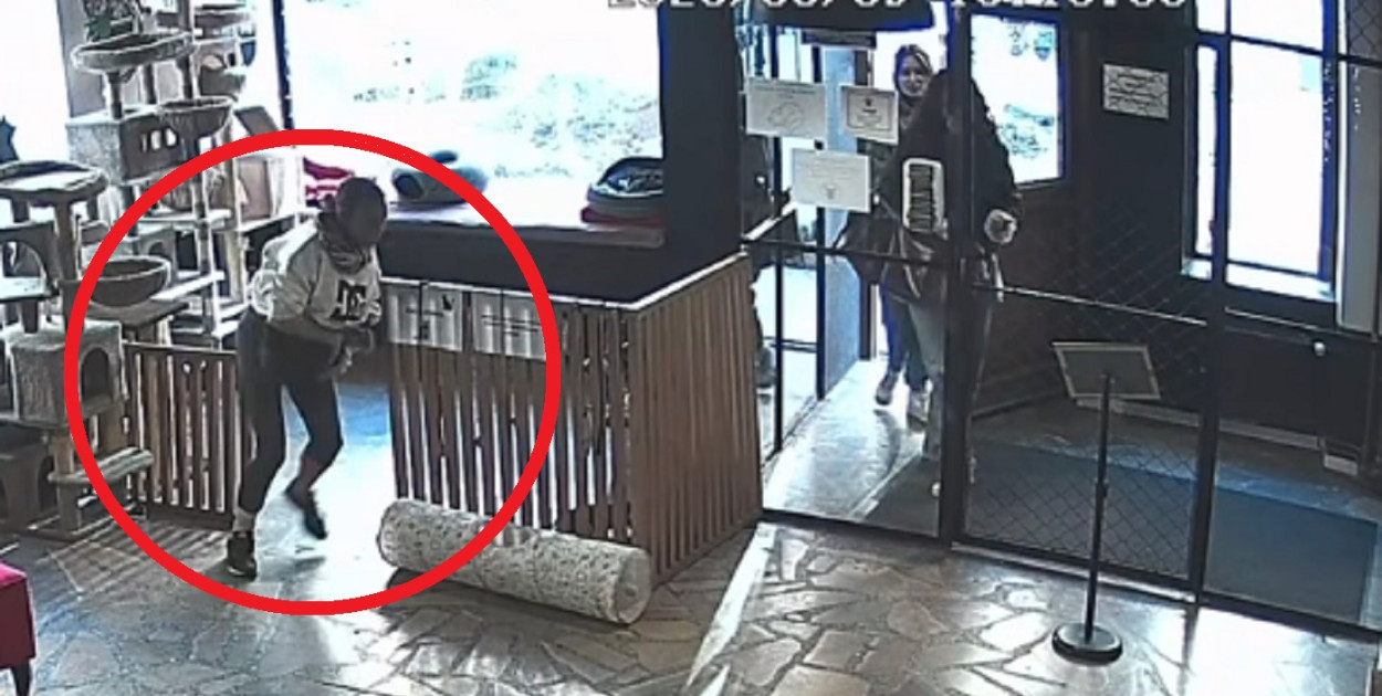 Toruń | SKANDALICZNE sceny w kociej kawiarni! Próbowała wynieść kota [WIDEO]