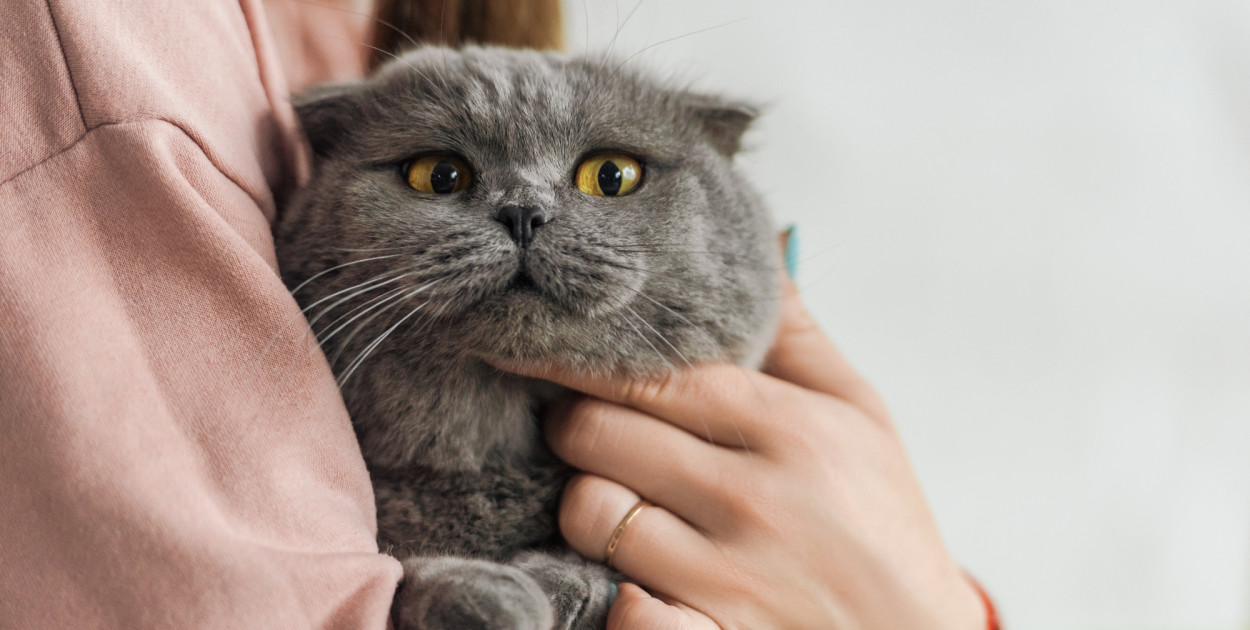 Gmina pod Toruniem zapłaci za zabieg u weterynarza. Wystarczy złożyć wniosek
