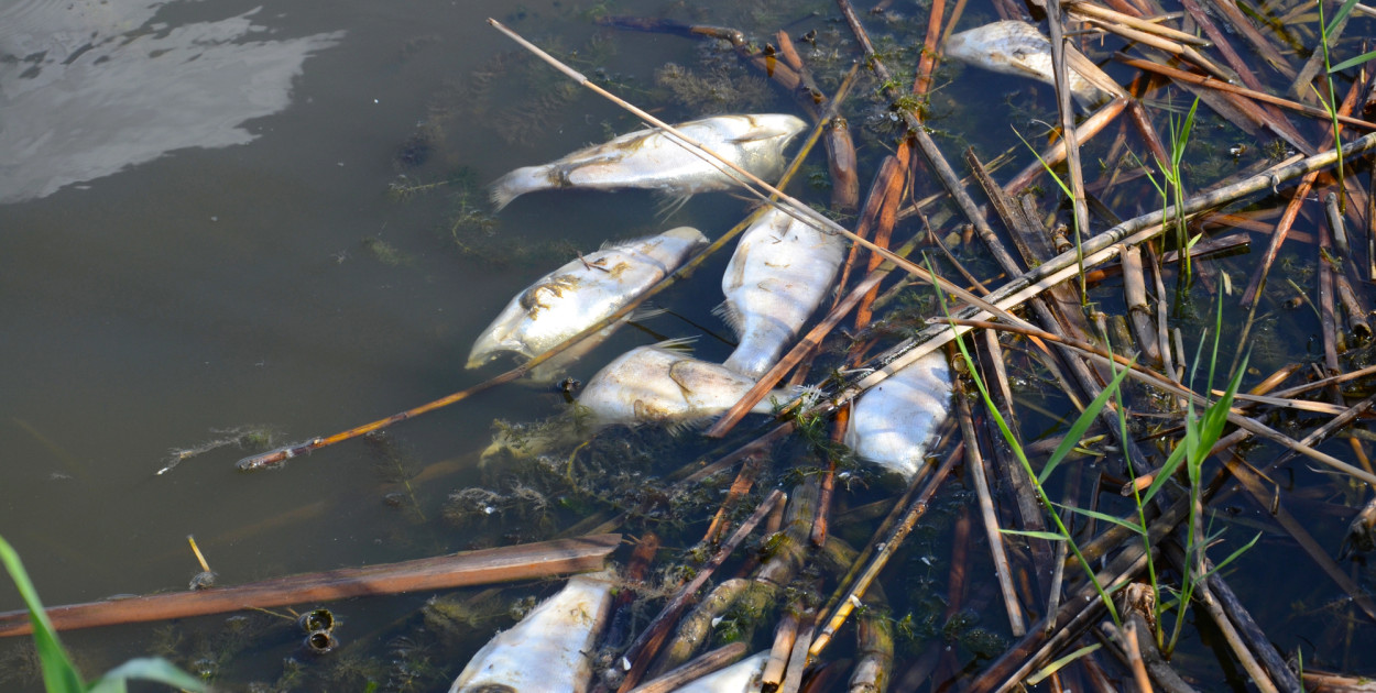 Niepokojący widok w toruńskim stawie. Mieszkańcy alarmują. Miasto tłumaczy