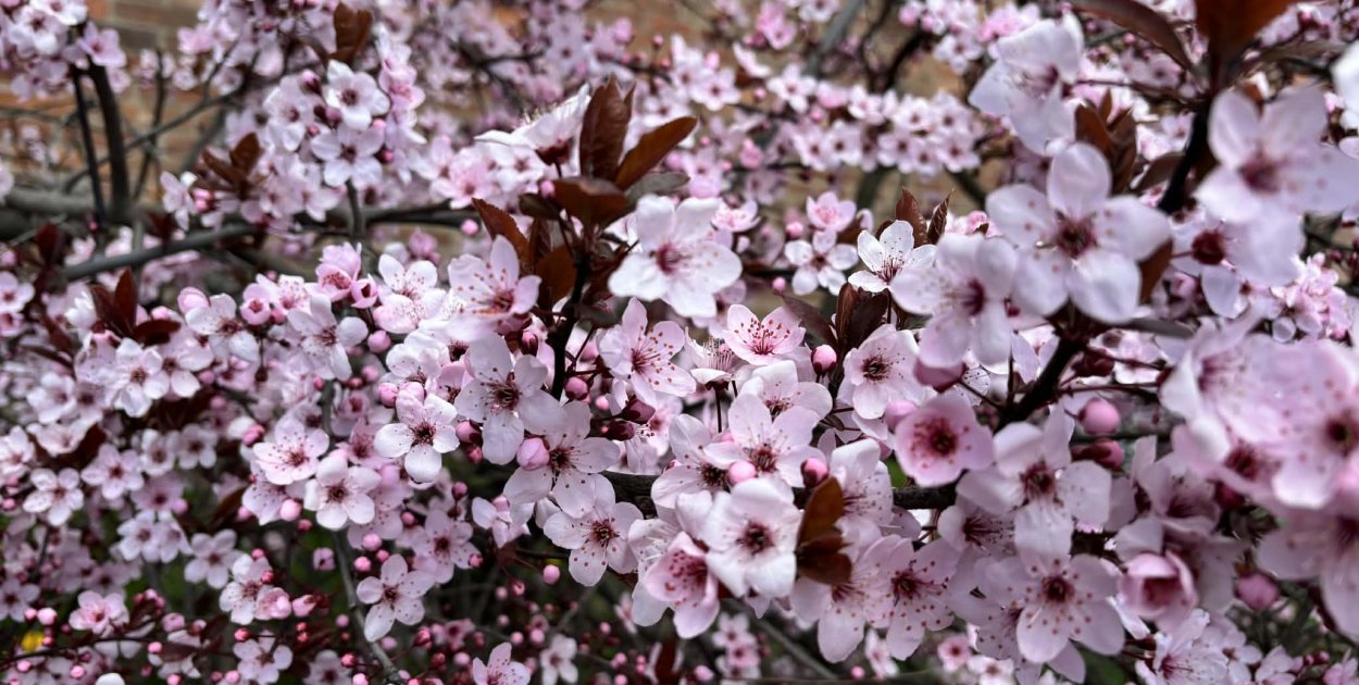 Ciepło wraca do Torunia. Deszczu wciąż jak na lekarstwo