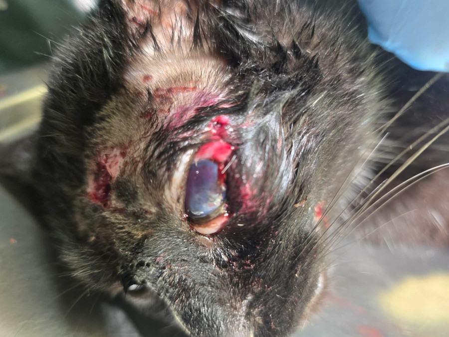 Fot. Fundacja Mondo Cane - Inspektorat Włocławek/Facebook